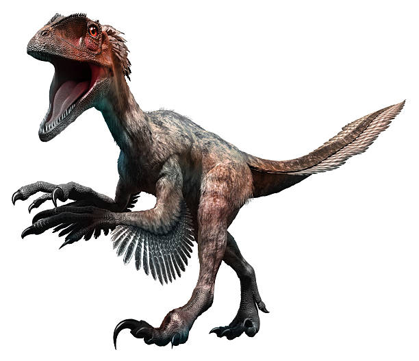 Deinonychus Deinonychus 3D illustration raptor dinosaur stock pictures, royalty-free photos & images