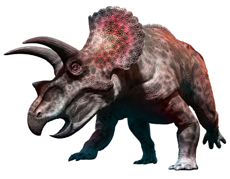 Triceratops 3D illustration