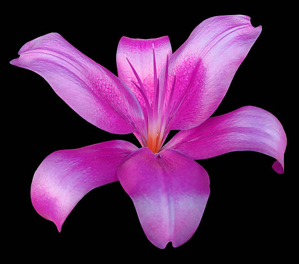 istock lily violet flower, isolated  with clipping path,  black background. 627625482