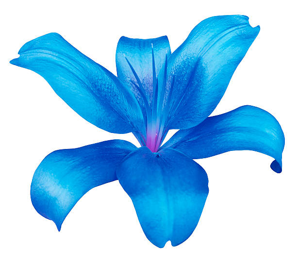 istock lily blue flower, isolated  with clipping path,  white background. 627625492