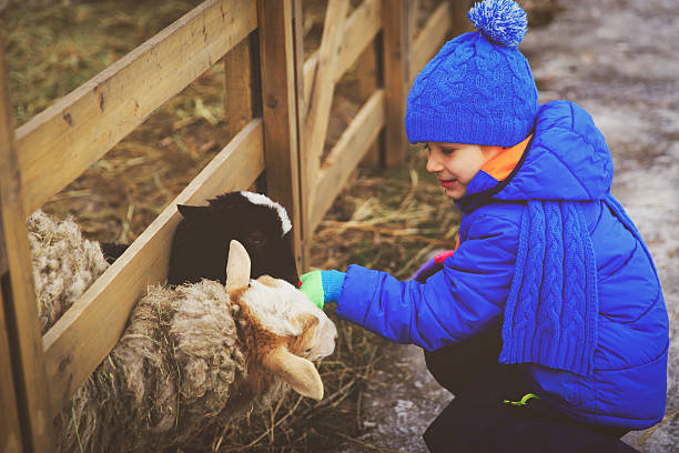 istock little boy feeding sheeps at farm 627625558