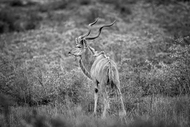 istock Male Kudu in the grass in black and white. 627626752