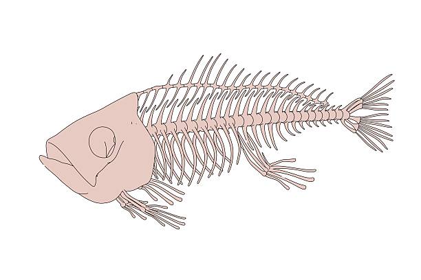 istock 2d cartoon illustration of fish skeleton 627627062