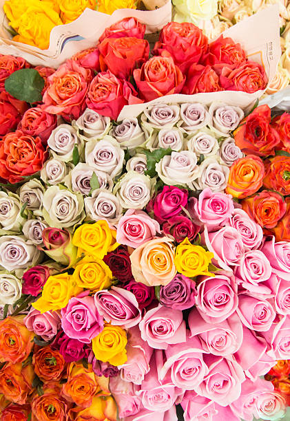 istock variety color of roses 627627236