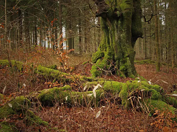 old beech (Fagus) in the Habichtswald forest near Kassel, Germany