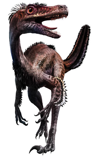 velociraptor stock photo