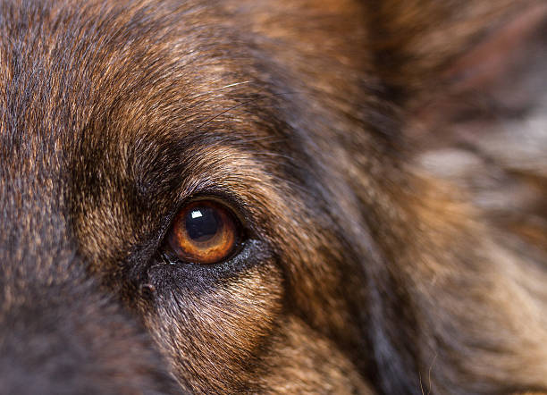 istock Close up of  a dogs eye 627644628