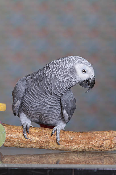 istock African Grey Parrot looking down at the floor 627645606