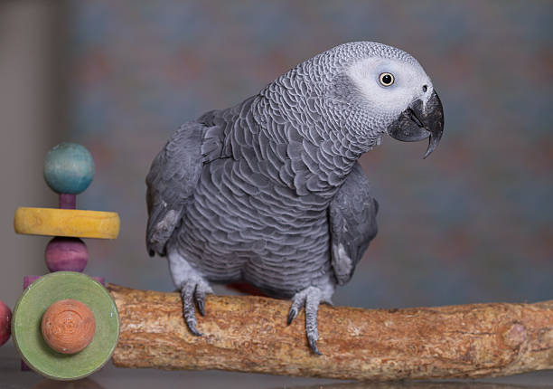 papagaio cinza africano estava em um poleiro de madeira natural - african grey parrot - fotografias e filmes do acervo