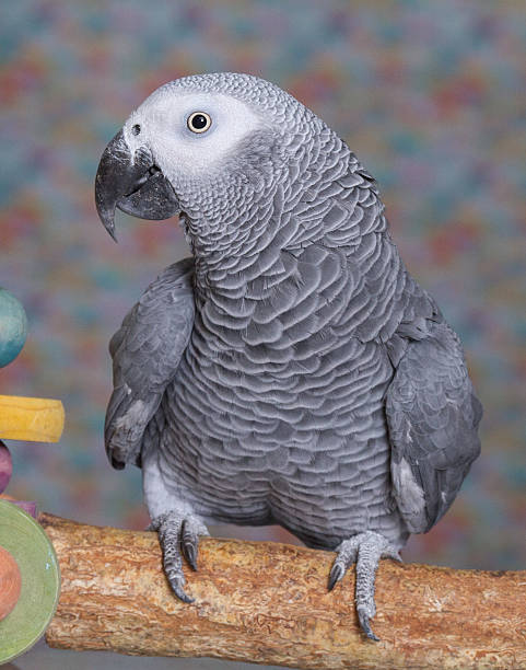 istock African Grey parrot stood on a natural wooden perch 627646330