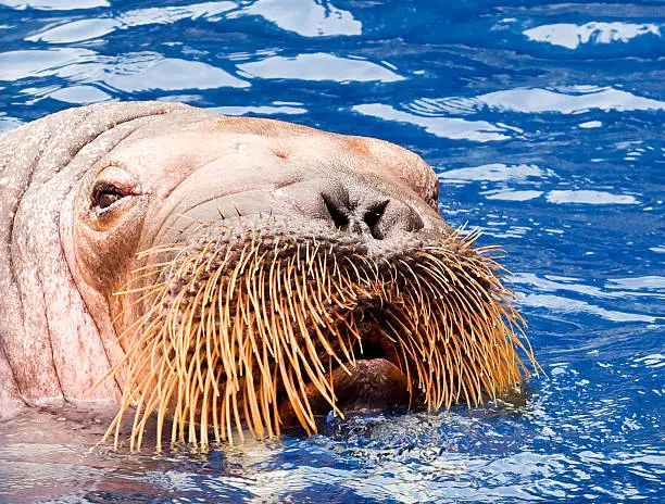 Photo of Walrus