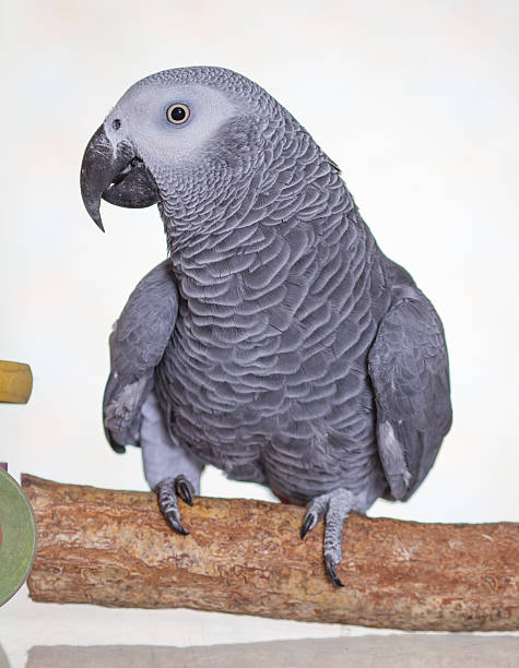 istock African Grey parrot stood on a natural wooden perch 627661270