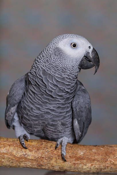 istock African Grey parrot stood on a natural wooden perch 627661958
