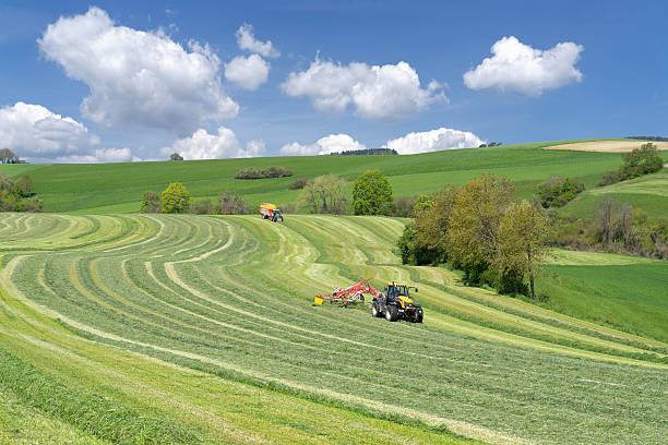 istock Harvest of green fodder 627667790