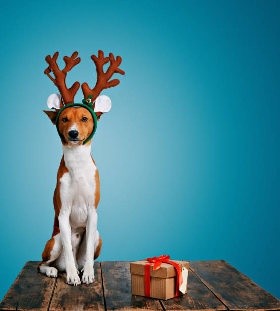 istock Dog dressed up as Christmas deer with present 627668186
