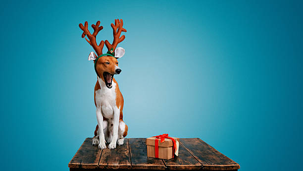 istock Dog dressed up as Christmas deer with present 627668350