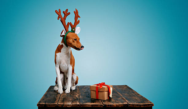 istock Dog dressed up as Christmas deer with present 627668432