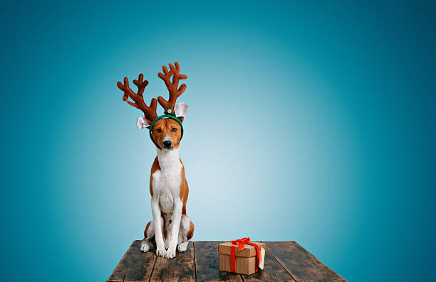 istock Dog dressed up as Christmas deer with present 627668530