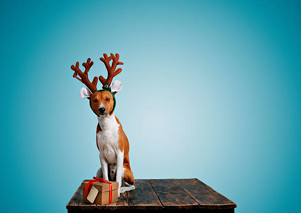 istock Dog dressed up as Christmas deer with present 627668732