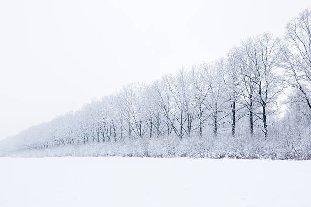 istock Nice winter day after blizzard. Tree colonnade. Look very beautiful. 627668768