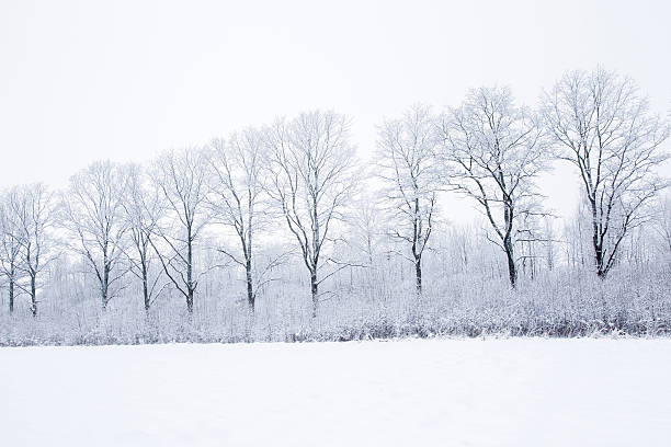 istock Nice winter day after blizzard. Tree colonnade. Look very beautiful. 627668862