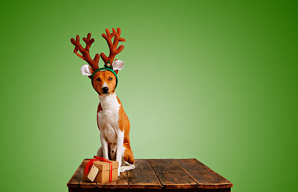 istock Dog dressed up as Christmas deer with present 627668934