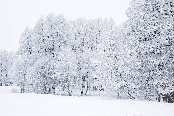 istock Nice winter day in the park after blizzard. Very beautiful. 627669162