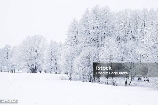 Nice Winter Day In The Park After Blizzard Very Beautiful Stock Photo - Download Image Now