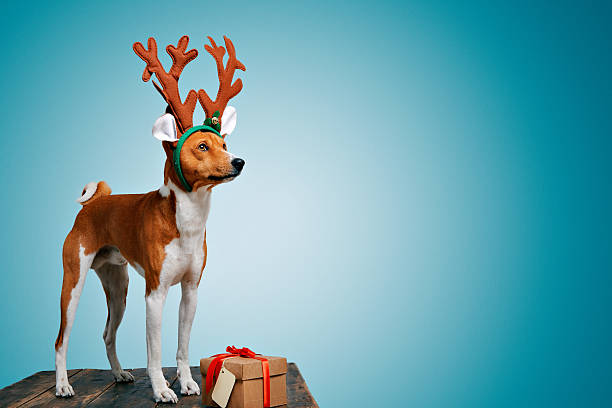 istock Beautiful dog wering christmas costumes 627669334