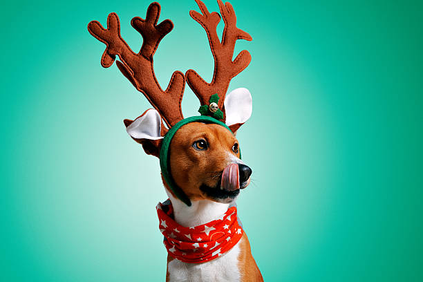 Beautiful dog wering christmas costumes Close up portrait of funny beautiful dog wearing christmas deer reindeer costume, looking on side and licking himself, isolated on green background rudolph the red nosed reindeer photos stock pictures, royalty-free photos & images