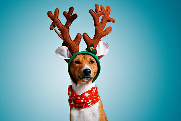 Beautiful dog wering christmas costumes Close up portrait of funny beautiful dog wearing christmas deer reindeer costume, looking on camera, isolated on winter blue background rudolph the red nosed reindeer photos stock pictures, royalty-free photos & images
