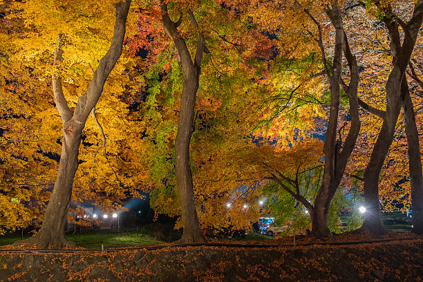 istock The Momiji or Maple will light up at night. 627669964