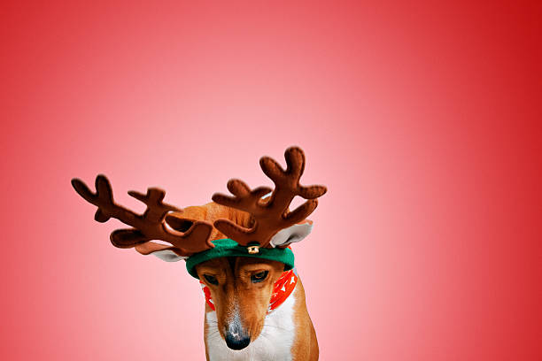 istock Beautiful dog wering christmas costumes 627669980