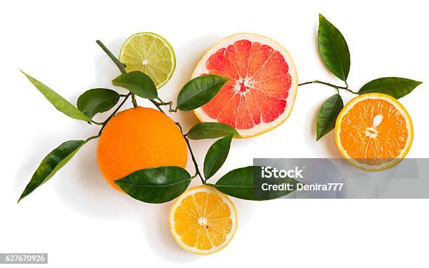 Different Citrus Fruits On A Twig Stock Photo - Download Image Now - Citrus Fruit, Orange - Fruit, Branch - Plant Part