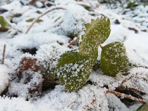 Photo of Three leaves of frozen berries.