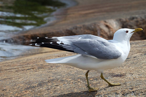 istock Seagull in Stockholm archipelago 627671770