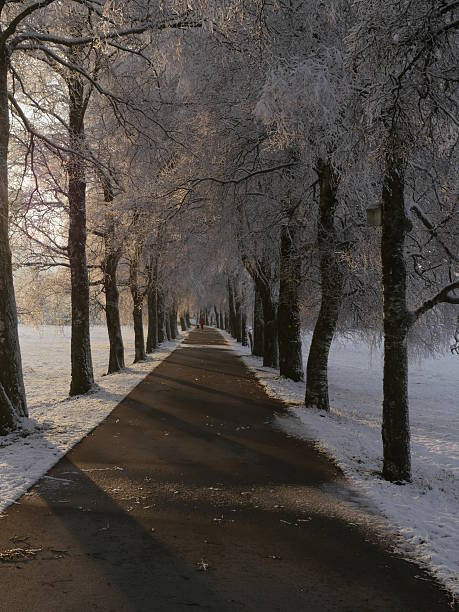istock Asphalt alley in countryside 627673668