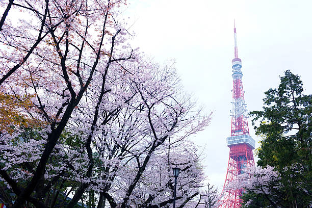 istock Tokyo Tower with sakura blossoms surrounded 627673698