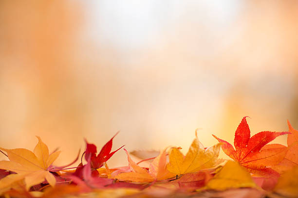 istock Blurred colorful background with autumn leaves. 627674816