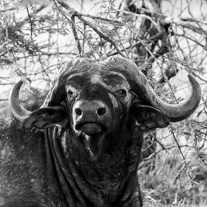 Buffalo looking at wild