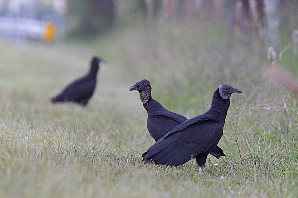 istock Three American black vulture (Coragyps atratus) standing in grass. 627674928