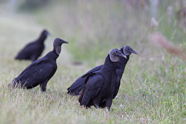 istock Four American black vulture (Coragyps atratus) standing in grass. 627675224