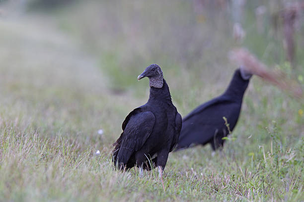 istock Two American black vulture (Coragyps atratus) standing in grass. 627675650