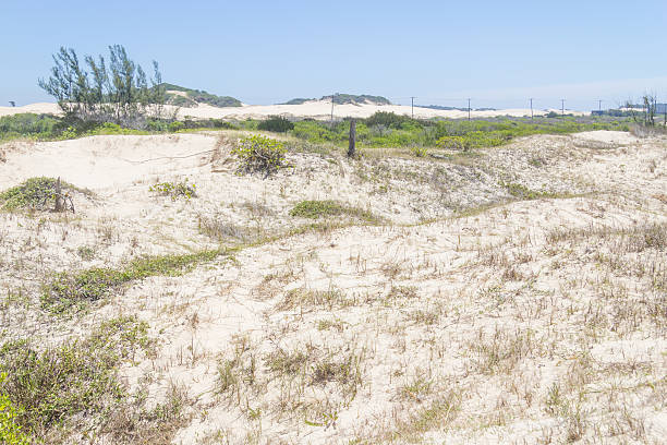 istock Vegetation over dunes  at Torres beach 627675690