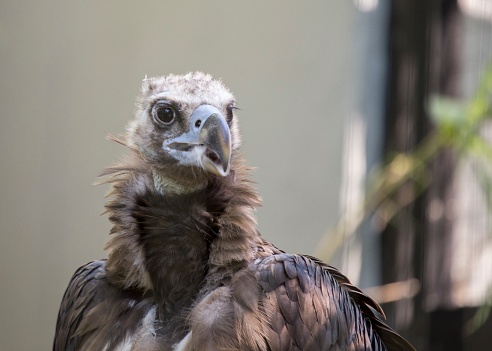 Eurasian Black Vulture (Aegypius monachus) spotted outdoors