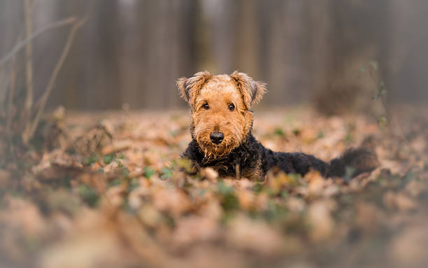 Airedale Terrier Dog in the forest portrait