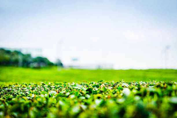 istock Green Tea farm after cuting 627677220