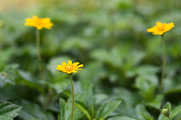 Yellow Flowers. stock photo