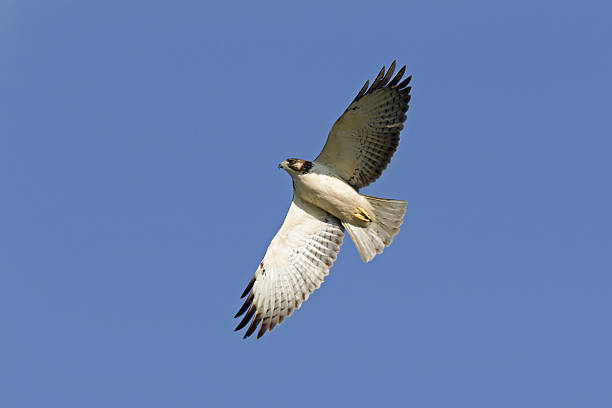 Short-tailed hawk (Buteo brachyurus) in flight on a blue sky. Short-tailed hawk (Buteo brachyurus) in flight on a blue sky. american black vulture photos stock pictures, royalty-free photos & images