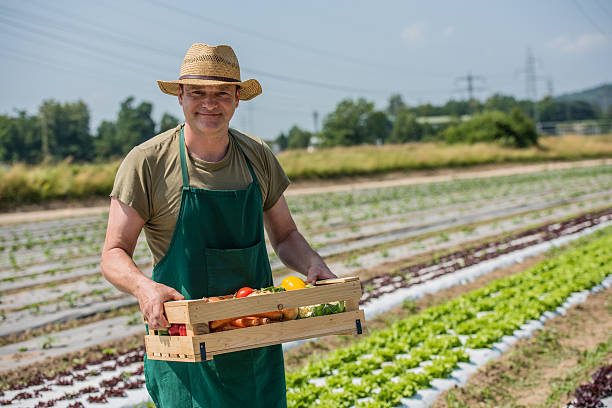 istock Man holding box of vegetables 627678320